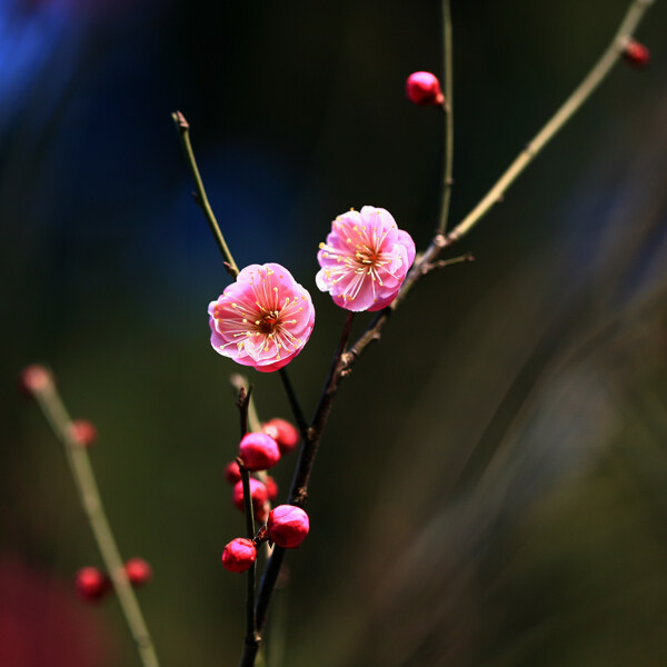 桃花图片