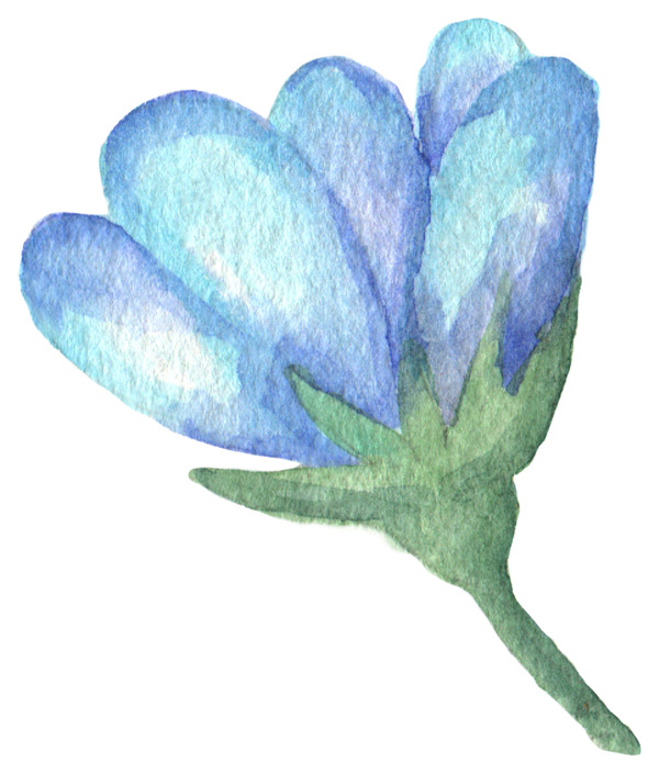 淡蓝色花卉图片素材
