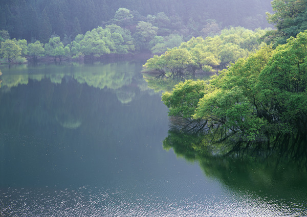 河流绿树