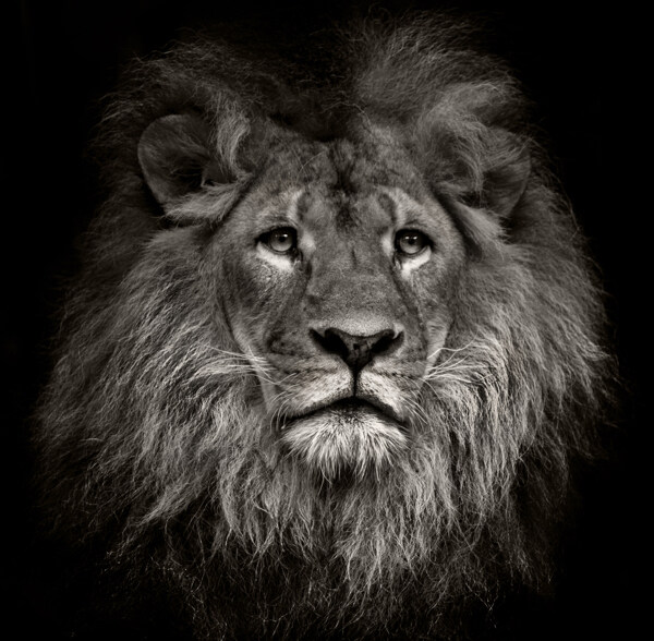 唯美狮子