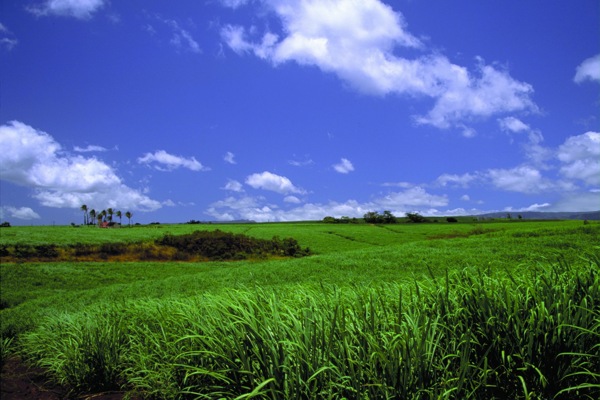 农场牧场房屋草地大自然环境风光风景家畜广告素材大辞典