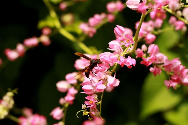 粉色小花蜂