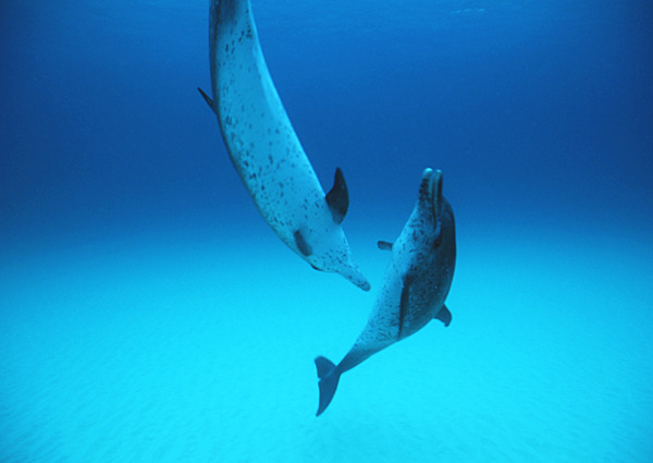 两只海豚摄影图片