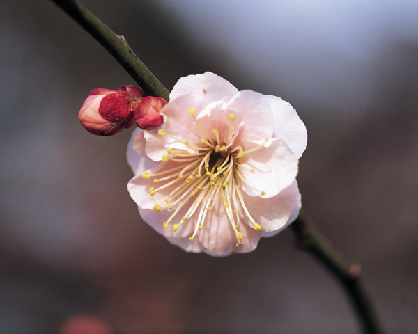 花朵花瓣花草花卉