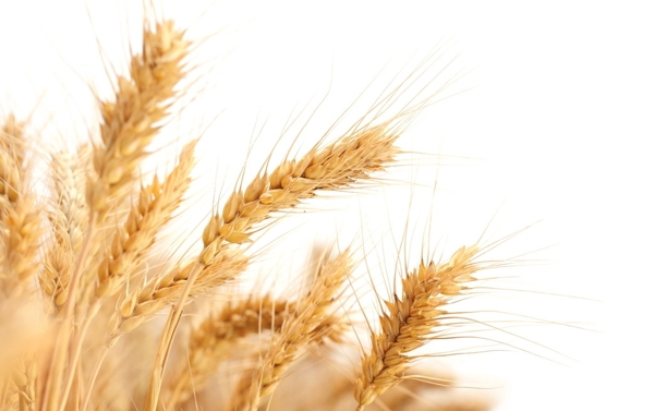 成熟小麦白色背景