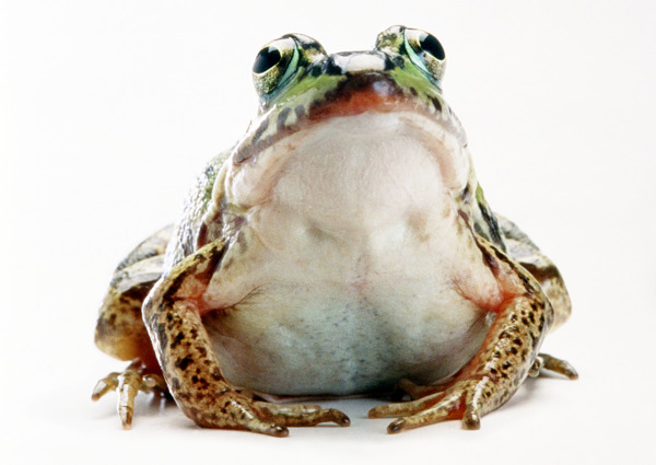 小动物青蛙动物世界