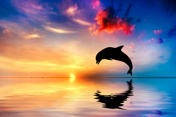 海豚高清图片