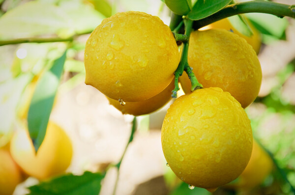 柠檬树Lemontree