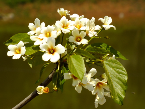 桐子花开图片