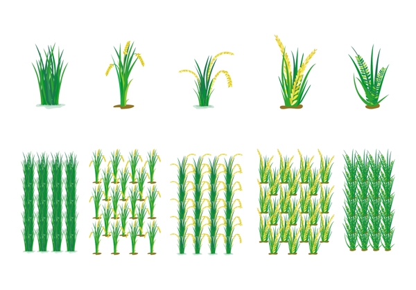 矢量稻田小麦