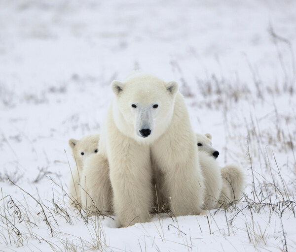 坐在雪地里的北极熊图片