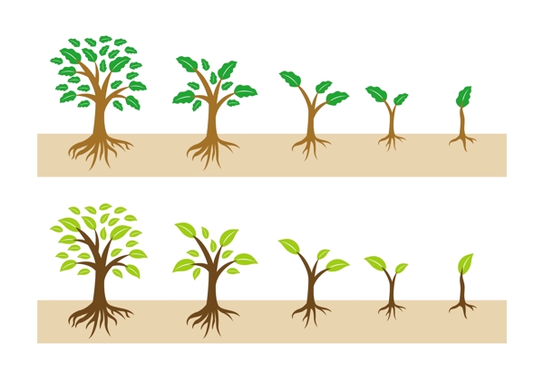 矢量树木成长过程