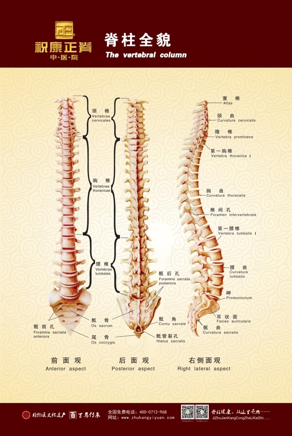 脊柱全貌