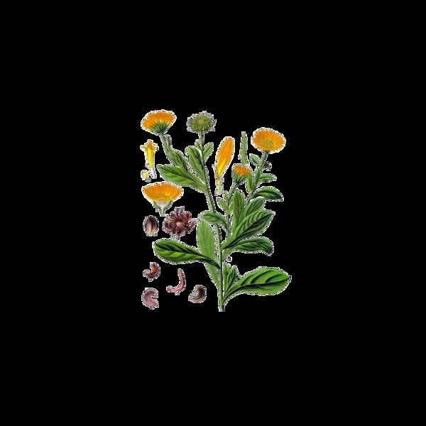 清新小植物手绘菊花装饰元素