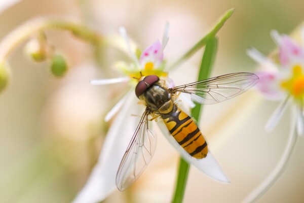 昆虫蜜蜂图片