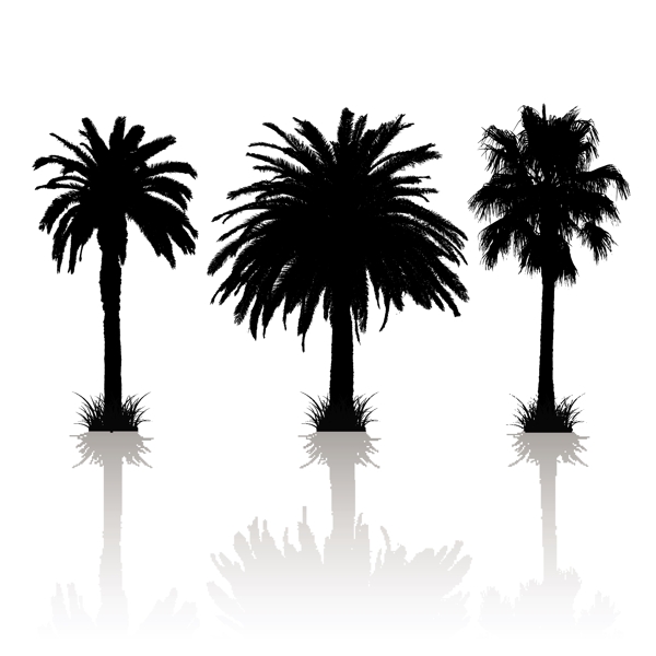 随着思考的3个不同的棕榈树的剪影