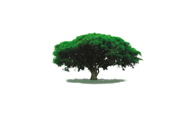 大树抠图图片