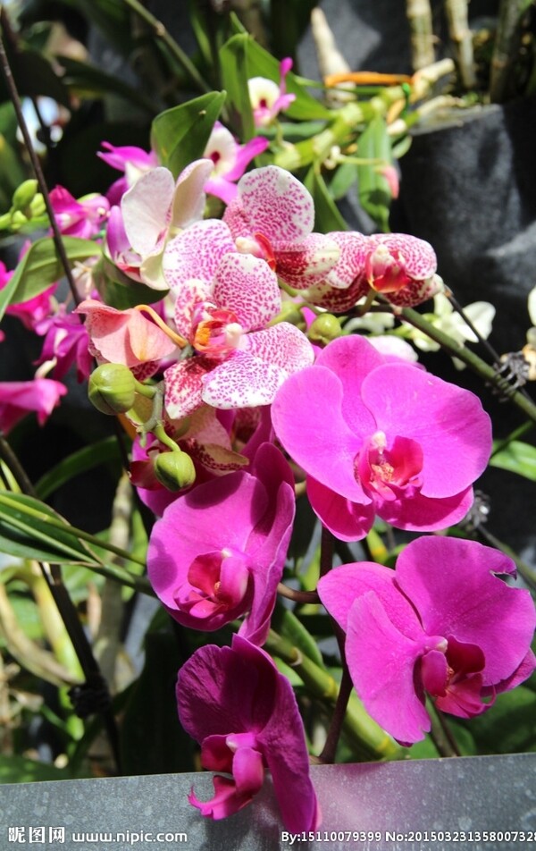 春夏粉紫色花卉图片