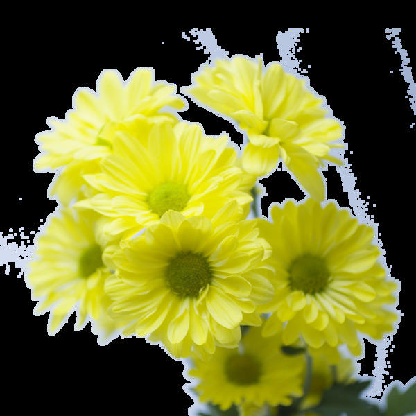 黄色菊花唯美素材