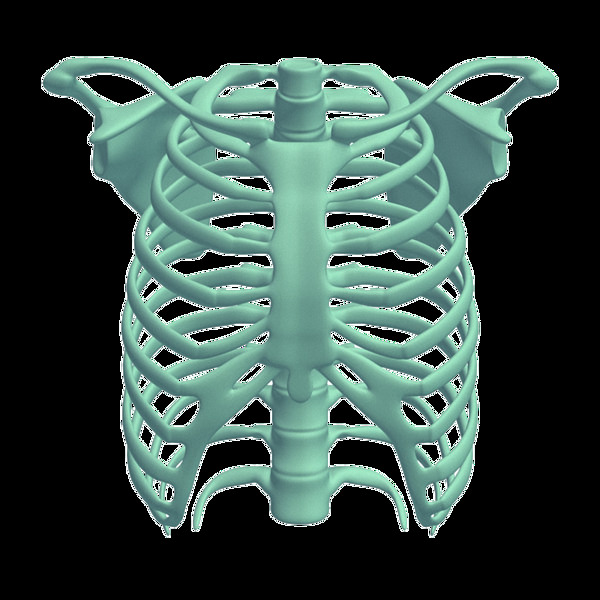 蓝色3d胸腔肋骨免抠png透明素材