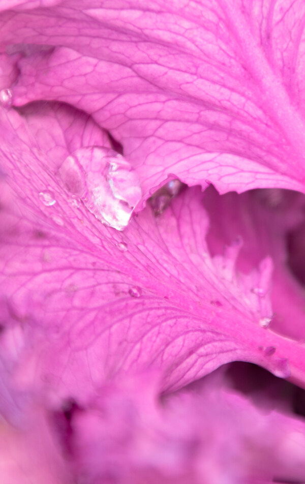 露珠粉紫色植物背景