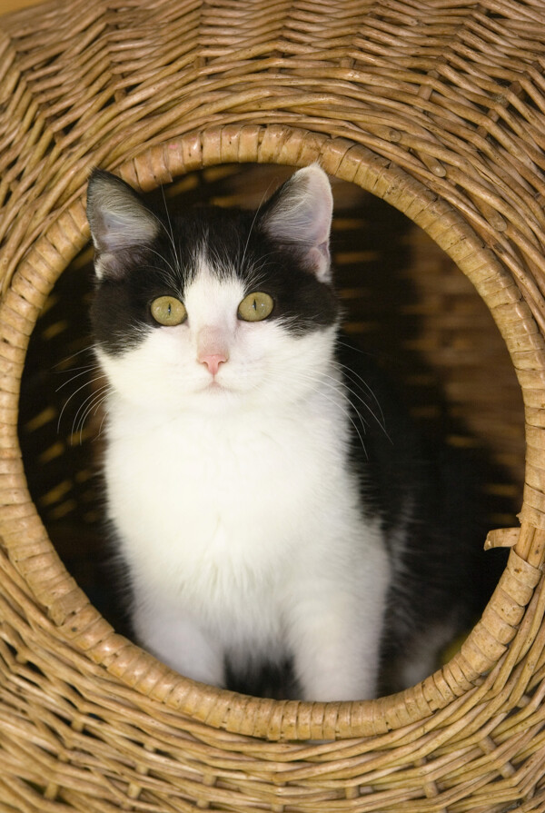 竹篮里的猫咪图片