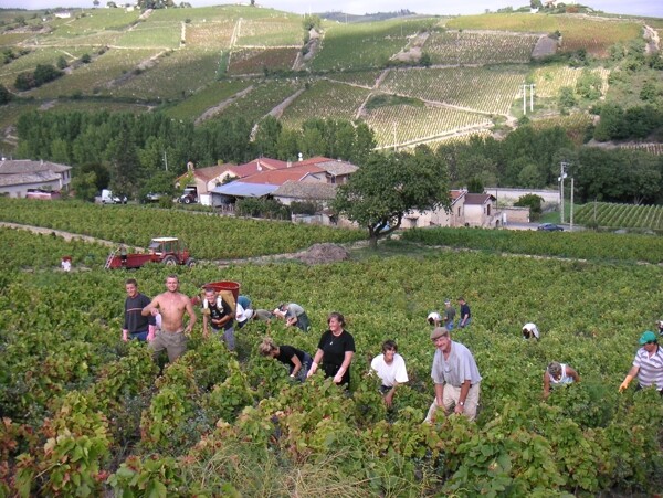 法国手工葡萄酒图片