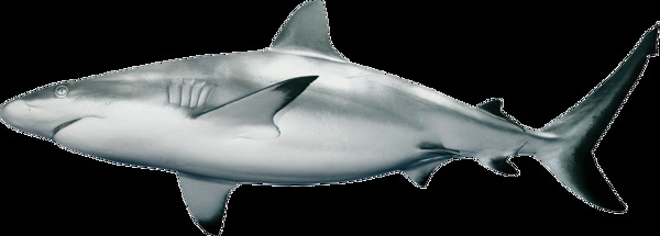 银灰色的鲨鱼免抠png透明图层素材