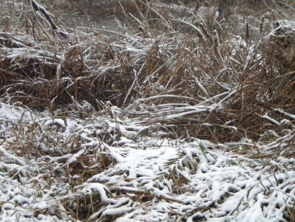 雪景图片