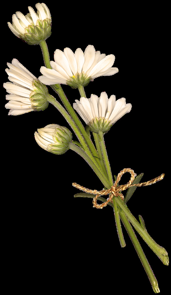 清新白色花朵手绘菊花装饰元素