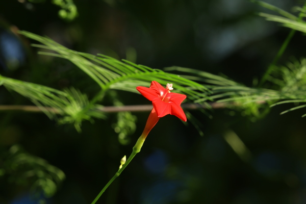 茑萝松