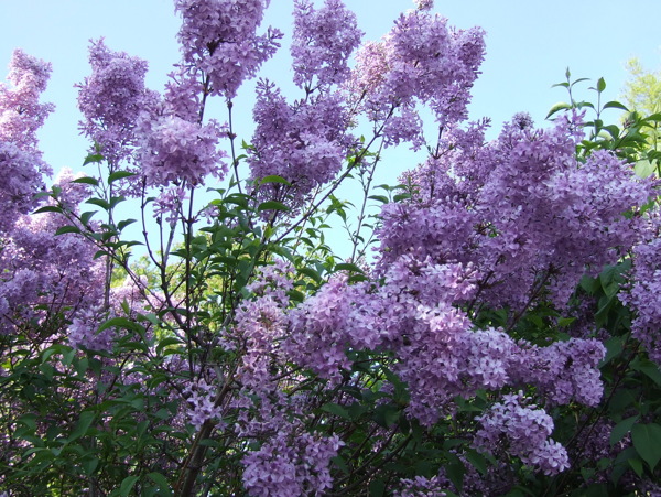 鲜艳丁香花图片