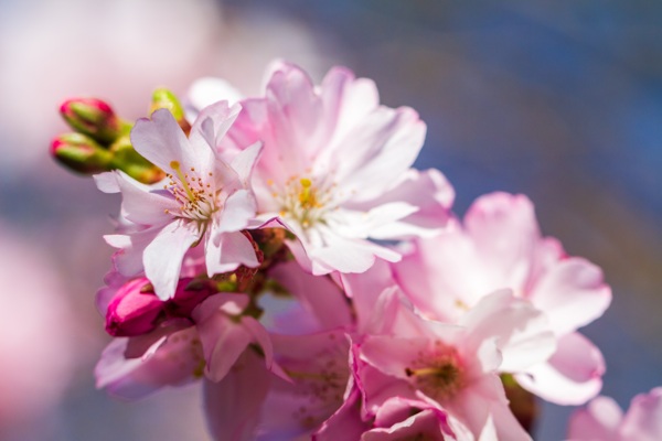 鲜艳亮丽茂盛的樱花图片
