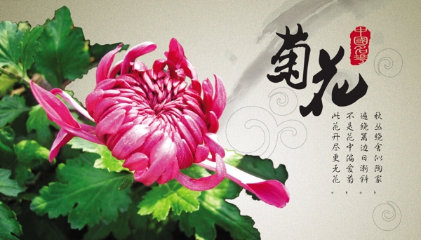 中国名花之菊花图片