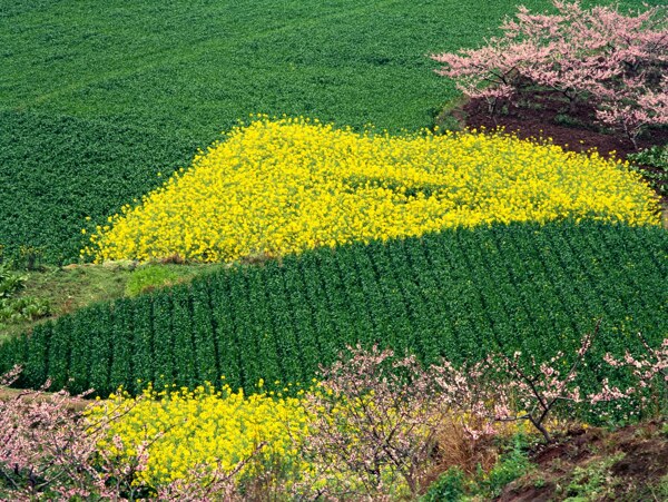 田野