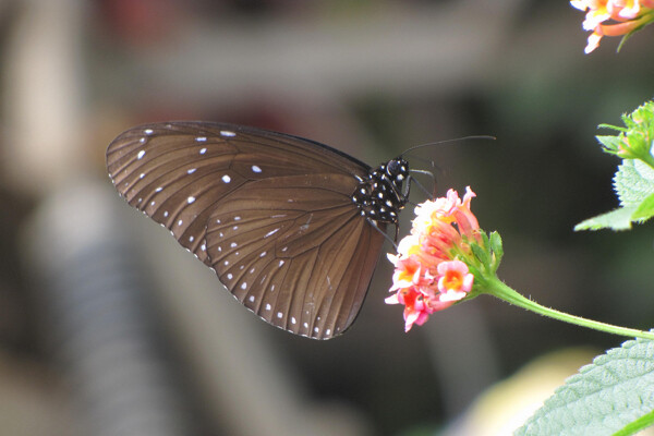 蝴蝶昆虫生物世界摄影图库图片