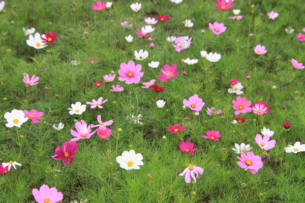 格桑花图片