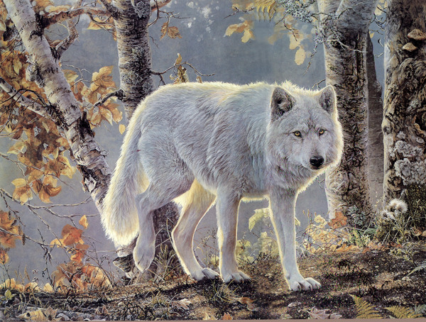 秋天的白狼图片