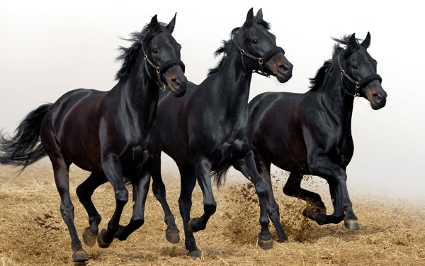 三匹黑马