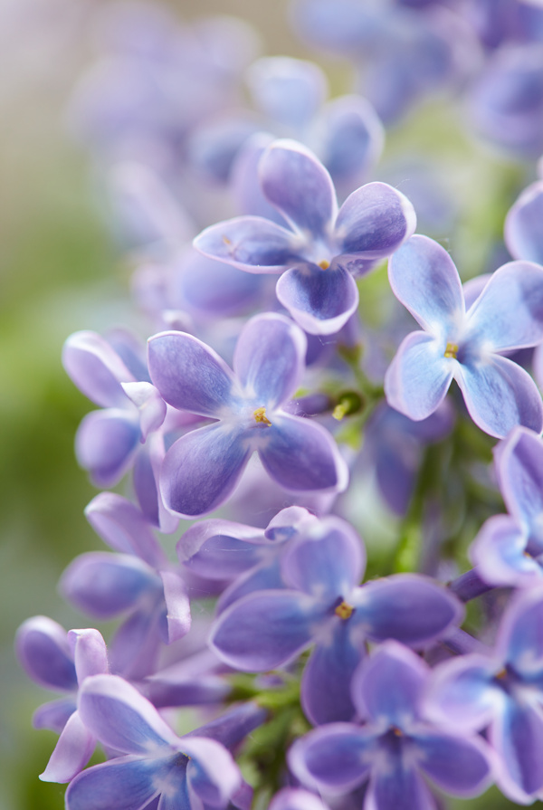 丁香花