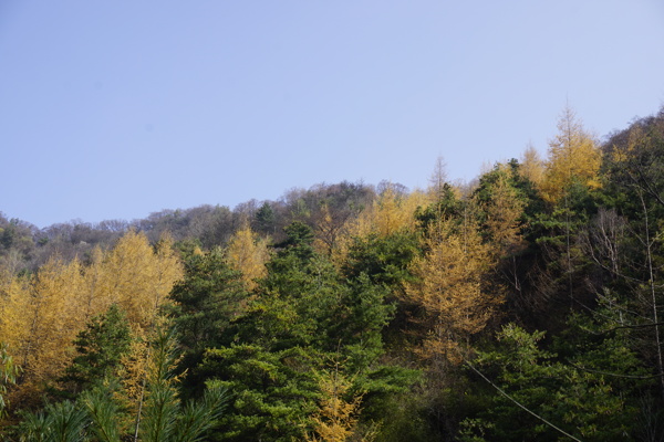 高山树林风景