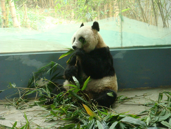 熊猫吃竹图片