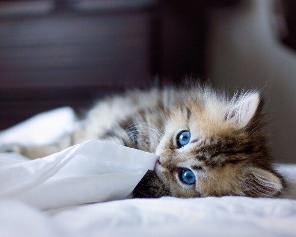 猫蓝眼睛萌小猫图片