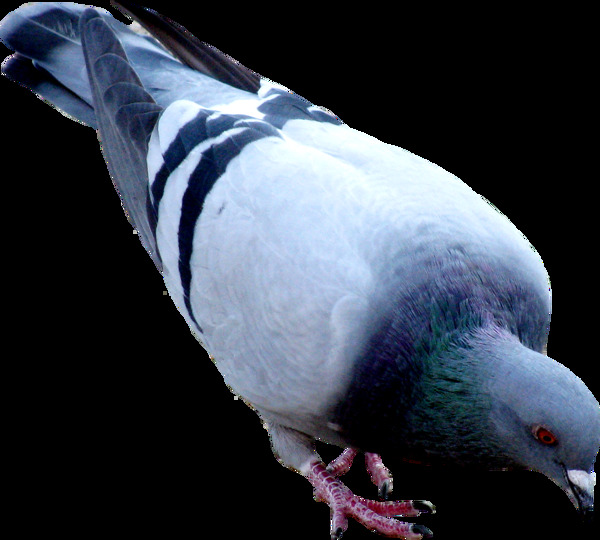 低头啄食的鸽子免抠png透明图层素材