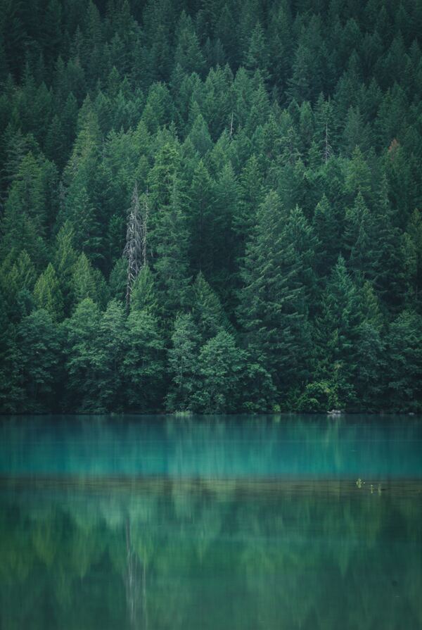 湖边的森林