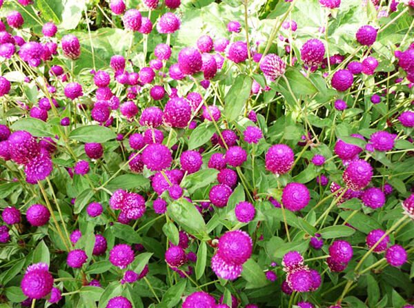 小紫花绿叶图片