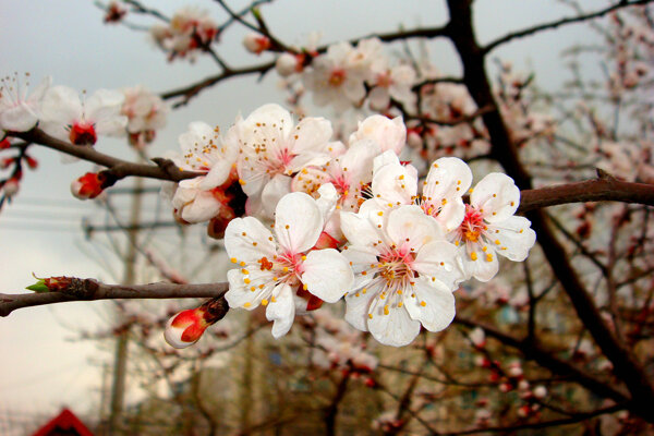 春雨桃花艳图片