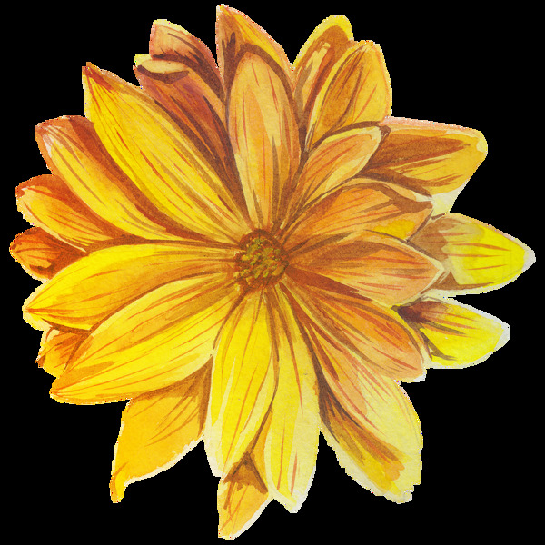 黄色菊花水彩透明花朵素材
