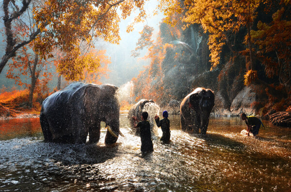 水里的大象