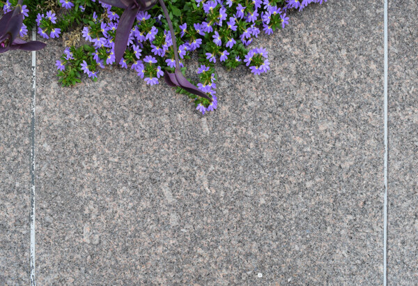 大理石砖墙上的紫色花朵